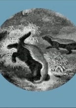 Poster de la película The Kiss of the Honey Badger