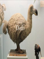 Poster de la película Dodo