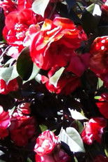 Poster de la película Infinites of resistance to division