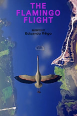 Poster de la película O Voo do Flamingo