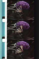 Poster de la película Bouquets 31-40