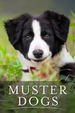 Poster de la serie Muster Dogs