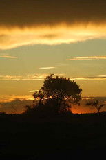 Poster de la película Yvy Pyte - Coração da Terra (Guaiviry)