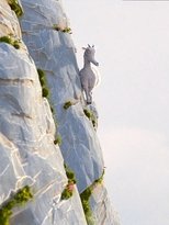 Poster de la película La Légende de la Chèvre