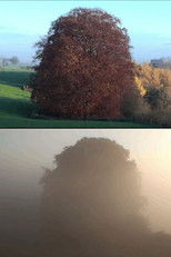 Poster de la película Beech Tree