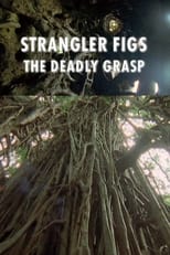 Poster de la película Strangler Figs: The Deadly Grasp