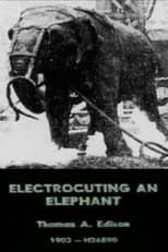 Poster de la película Electrocuting an Elephant