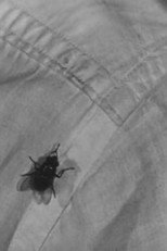 Poster de la película A Town Without Flies