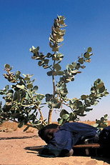 Poster de la película Tchissète, The Mirror of the Tuareg
