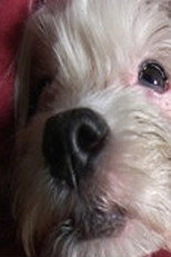 Poster de la película Doggy Life