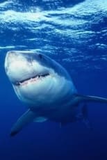 Poster de la película Great White Shark