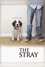 Poster de la película The Stray