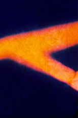 Poster de la película Still Frames