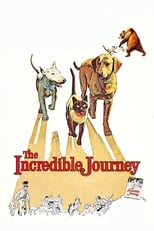 Poster de la película The Incredible Journey