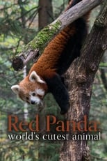 Poster de la película Red Panda: World's Cutest Animal