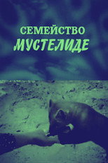 Poster de la película The Mustelidae Family