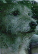 Poster de la película Doggone