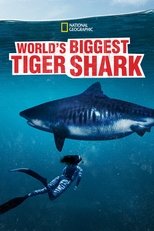 Poster de la película World's Biggest Tiger Shark