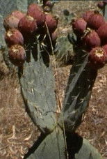 Poster de la película Pear Shapes