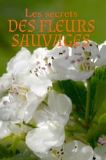 Poster de la serie Les Secrets des fleurs sauvages