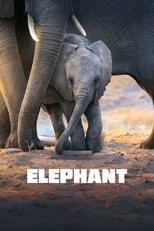 Poster de la película Elephant