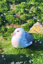 Poster de la película Fulmar