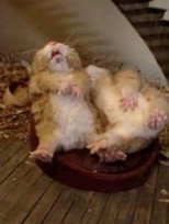 Poster de la película Fat Hamster