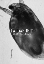 Poster de la película Daphnia