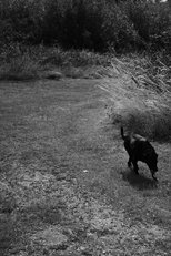 Poster de la película Black Dog