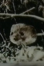 Poster de la película The Weasel