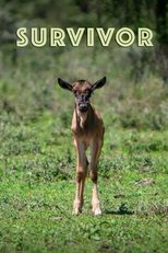 Poster de la película Survivor