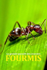 Poster de la película Fabulous Insects - Ants