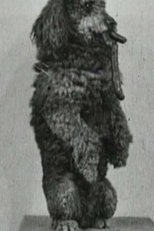 Poster de la película Course à la saucisse