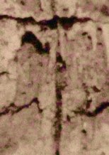 Poster de la película Ruido; Rauca