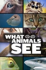 Poster for What Animals See 