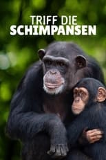 Triff die Schimpansen