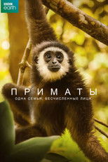 Приматы