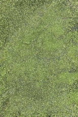 Duckweed