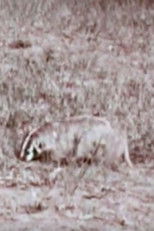 A Badger's Bad Day poster