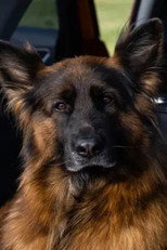 Вера фон Марс Итали as Актриса (dog) in Маня и Груня