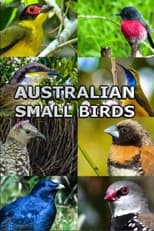 Poster for Australian Small Birds