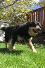 Summer of Dog poster