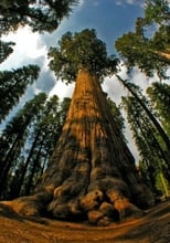 Poster for National Geographic.REDWOODS: ANATOMY OF A GIANT 