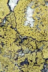 Poster for Lichens Are The Way