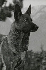 Klondike the Dog Klondike the Dog