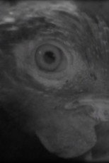 Ojo de pez