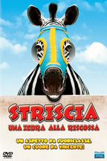 Striscia, una zebra alla riscossa