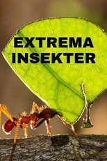 Extrema insekter