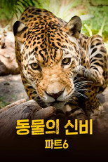 동물의 신비 poster