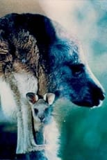 Australian Bush Australian Bush